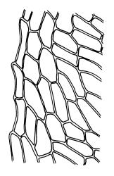 Tayloria purpurascens, upper laminal cells at margin. Drawn from A.J. Fife 6919, CHR 406855, and M.J.A. Simpson 1109, CHR 106044.
 Image: R.C. Wagstaff © Landcare Research 2015 
